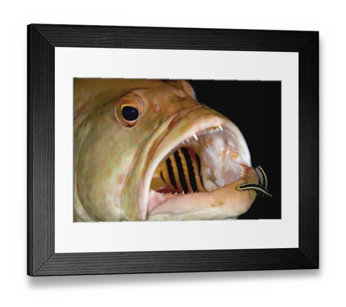 Framed Print : Tiger grouper and cleaners, close up Framed Print : Tiger grouper and cleaners, close up