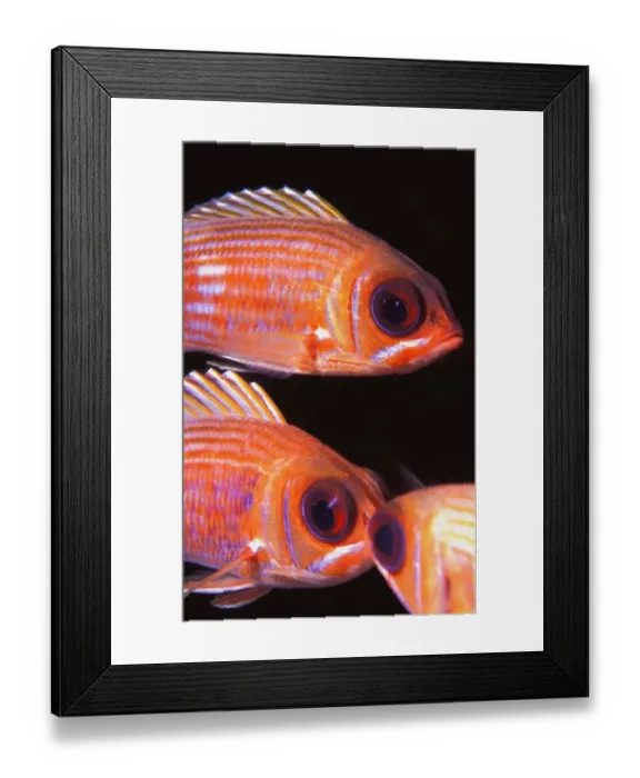 Framed Print : Animals, Caribbean, Close-Up, English Culture, Fish, Ocean, Sea Life, Striped Framed Print : Animals, Caribbean, Close-Up, English Culture, Fish, Ocean, Sea Life, Striped