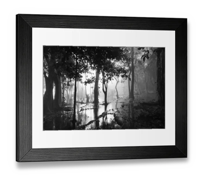 Framed Print : Trees in the mist on the wetlands on top of Kuang Si Falls Framed Print : Trees in the mist on the wetlands on top of Kuang Si Falls