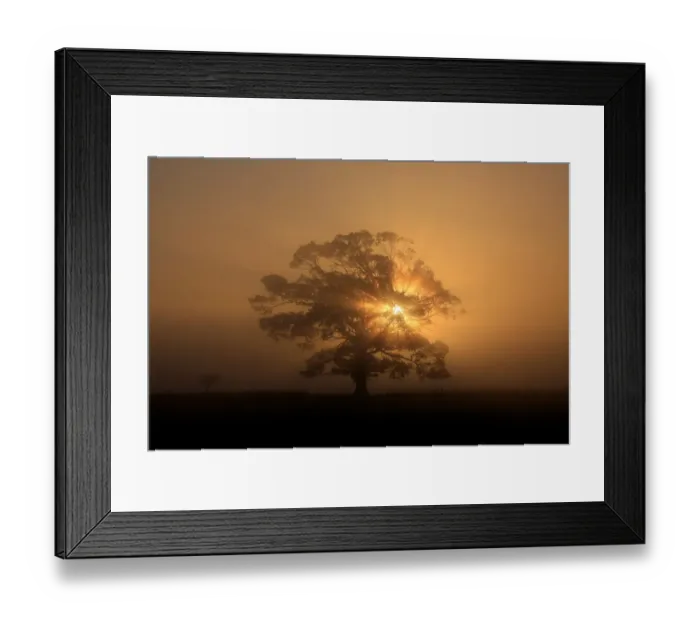 Framed Print : Sun beams, fog and tree Framed Print : Sun beams, fog and tree
