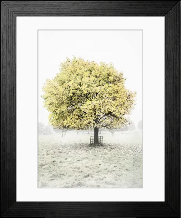 Framed Print : Turning leaves on a acer tree on a frosty autumnal morning Framed Print : Turning leaves on a acer tree on a frosty autumnal morning