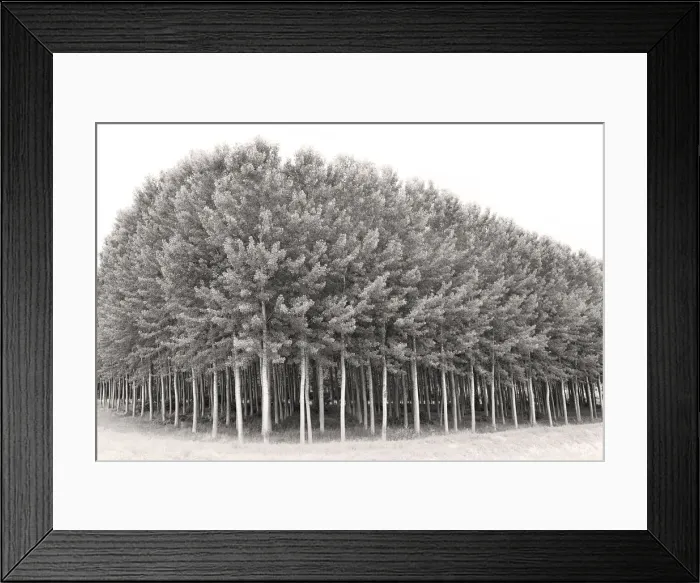 Framed Print : A grove of poplar trees Framed Print : A grove of poplar trees