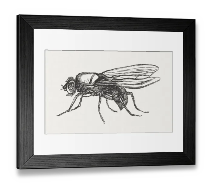 Framed Print : Cabbage fly (Delia radicum, female), wood engraving, published in 1882 Framed Print : Cabbage fly (Delia radicum, female), wood engraving, published in 1882