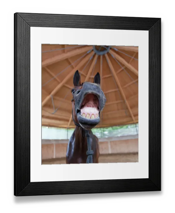 Framed Print : Elegant equestrian smile Framed Print : Elegant equestrian smile