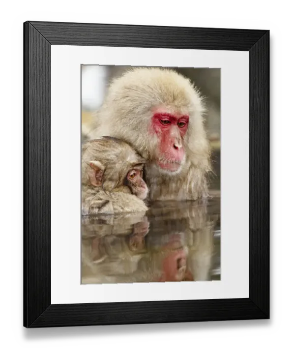 Framed Print : Japanese Macaque (Macaca fuscata)