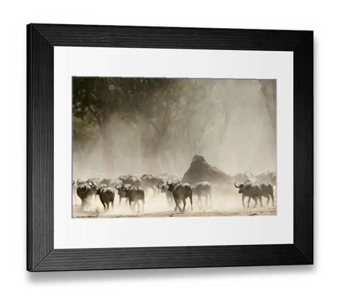Framed Print : A herd of Cape Buffalo (Syncerus caffer)