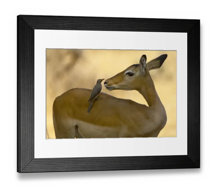 Framed Print : Impala and Red-billed Oxpecker, Ruaha NP, Tanzania Framed Print : Impala and Red-billed Oxpecker, Ruaha NP, Tanzania