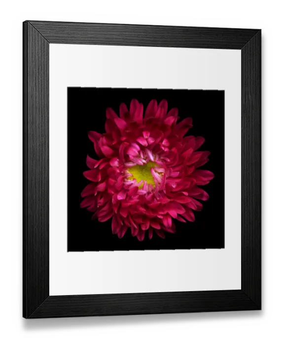 Framed Print : RED ASTER. Red Aster Framed Print : RED ASTER. Red Aster