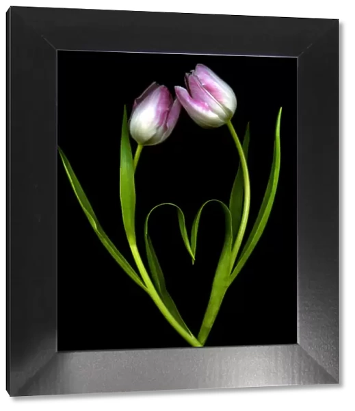 Tulips with black background