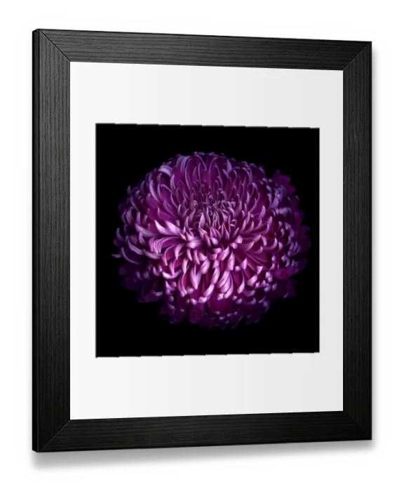 Framed Print : Glorious Autumn Purple Chrysanthemum Framed Print : Glorious Autumn Purple Chrysanthemum