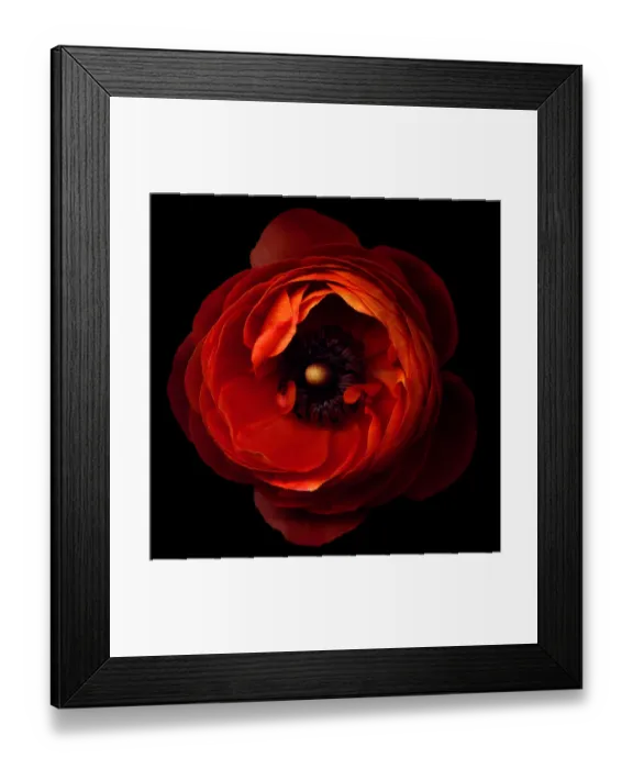 Framed Print : Orange ranunculus Framed Print : Orange ranunculus