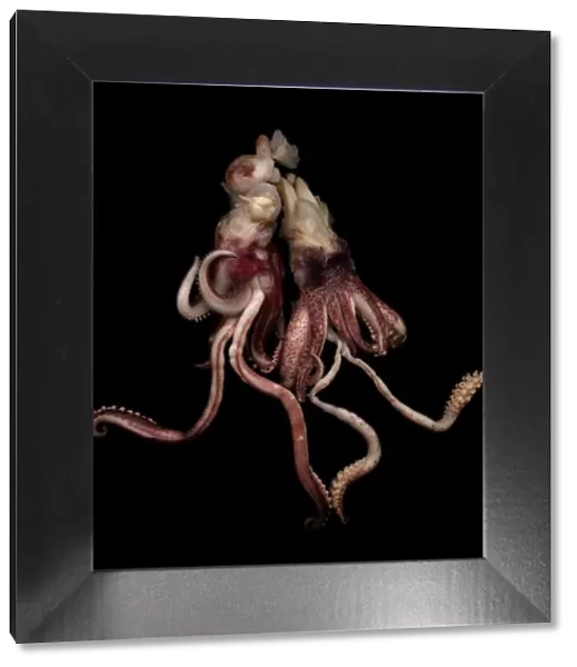 Squid against black background