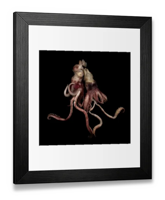 Framed Print : Squid against black background Framed Print : Squid against black background