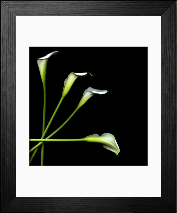 Framed Print : Calla lily Framed Print : Calla lily