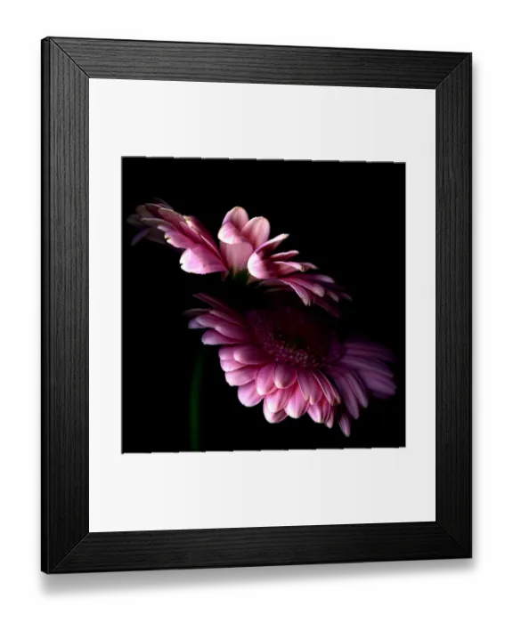 Framed Print : Pink Gerbera Framed Print : Pink Gerbera
