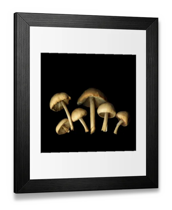 Framed Print : Mushrooms. Mousseron mushrooms are delicious small wild mushrooms from France Framed Print : Mushrooms. Mousseron mushrooms are delicious small wild mushrooms from France