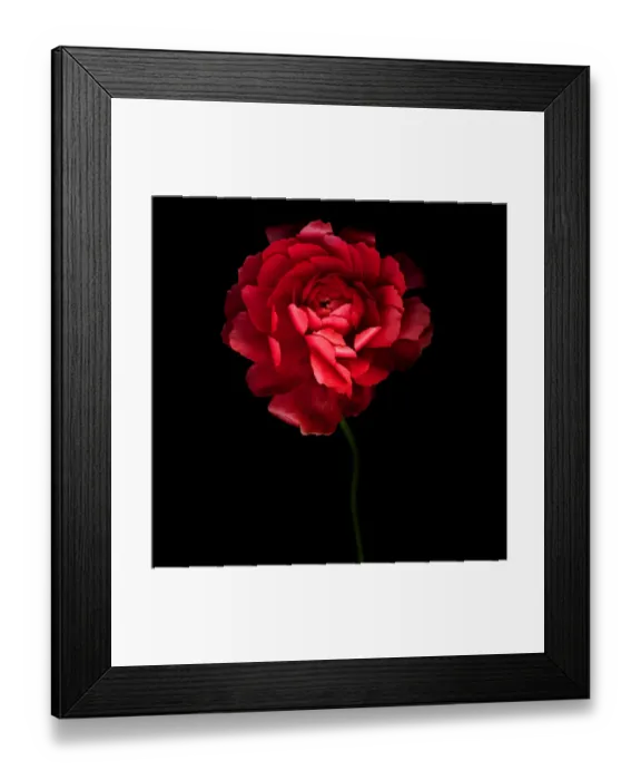 Framed Print : Ranunculus flower Framed Print : Ranunculus flower