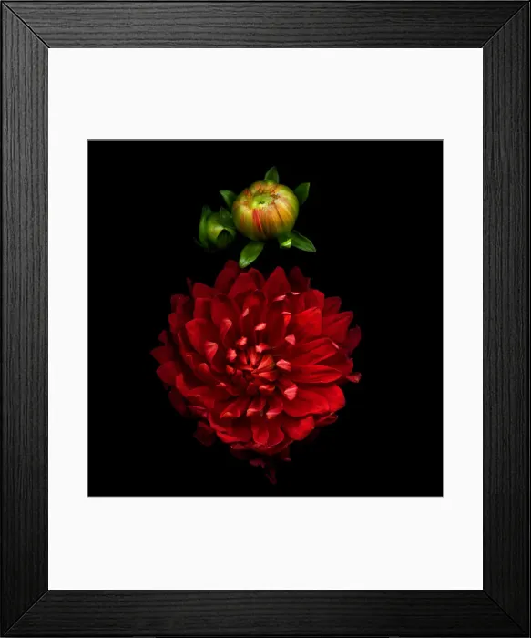 Framed Print : PASSIONATA in RED, Dahlia and buds Framed Print : PASSIONATA in RED, Dahlia and buds