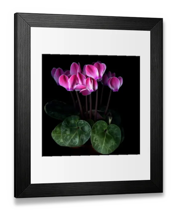 Framed Print : Pink cyclamen flowers Framed Print : Pink cyclamen flowers