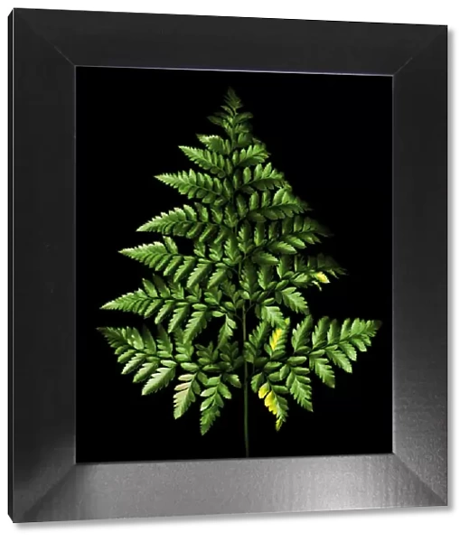 FERN-TREE. A green Fern leaf on black background