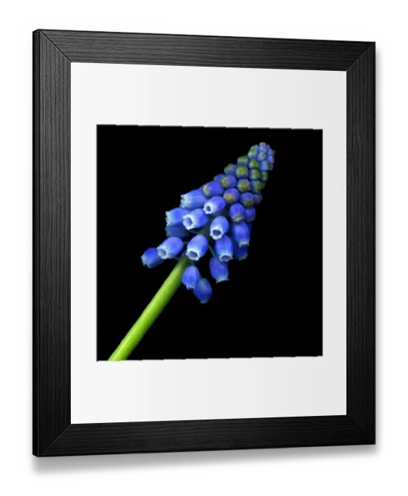 Framed Print : Sonnez Les Matines Framed Print : Sonnez Les Matines