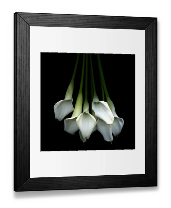 Framed Print : Callas flower Framed Print : Callas flower