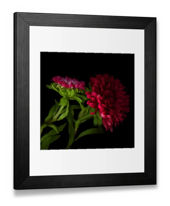 Framed Print : A Perfect Example... Asters Framed Print : A Perfect Example... Asters