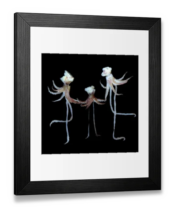 Framed Print : Romancing the Squid Framed Print : Romancing the Squid