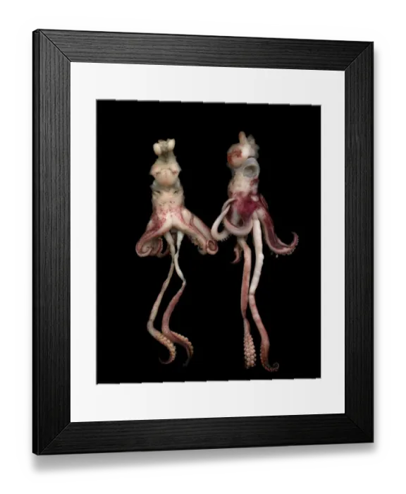 Framed Print : Octopus with black background Framed Print : Octopus with black background