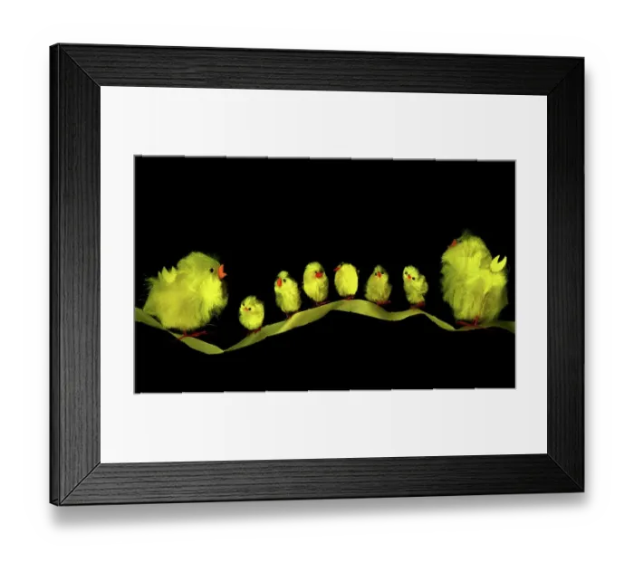 Framed Print : Chicks on a Ribbon Framed Print : Chicks on a Ribbon