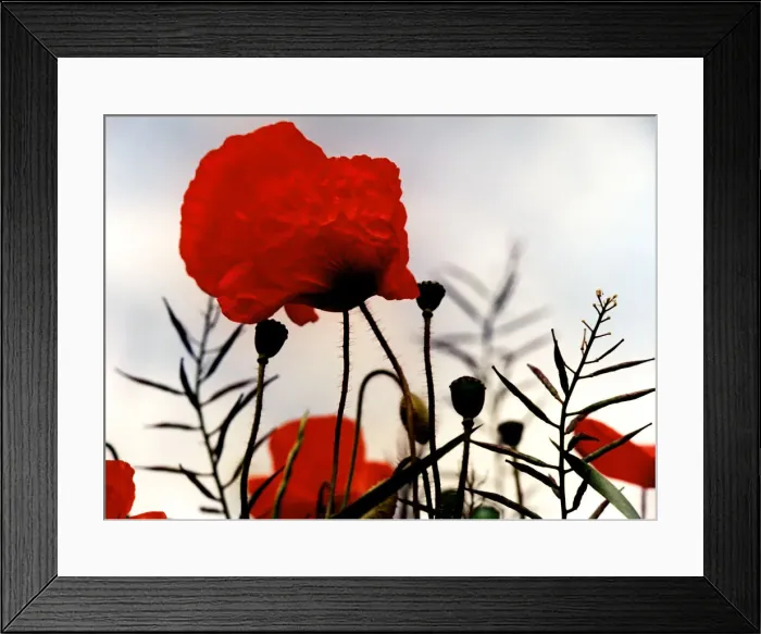 Framed Print : In the Shadow of the Poppies Framed Print : In the Shadow of the Poppies