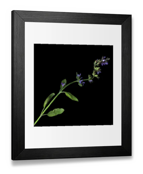 Framed Print : SAGE. Again, straight from our garden, I love herbs, they are a haven Framed Print : SAGE. Again, straight from our garden, I love herbs, they are a haven