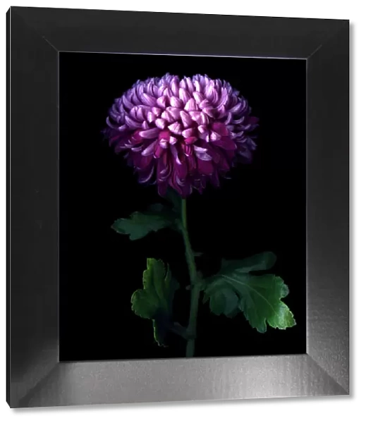 Deep Purple... Chrysanthemum