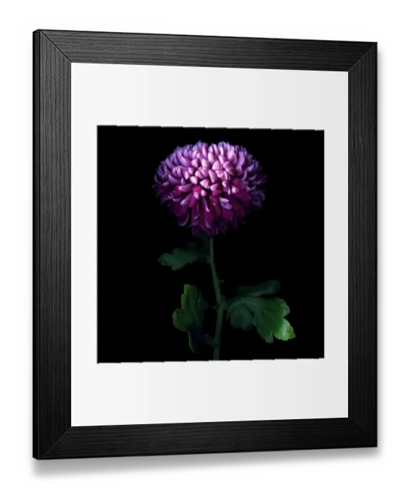 Framed Print : Deep Purple... Chrysanthemum Framed Print : Deep Purple... Chrysanthemum