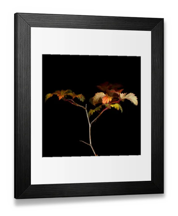 Framed Print : A brief moment of glory