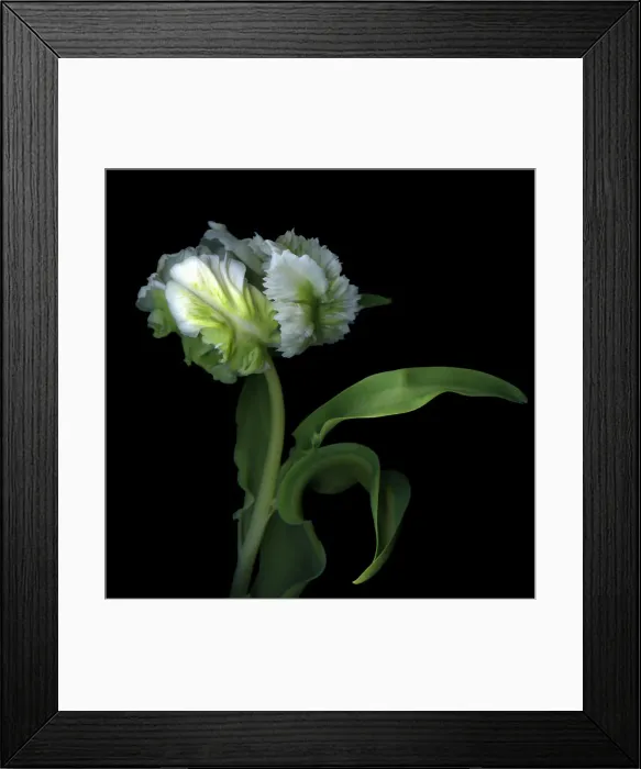 Framed Print : Monstrous beauty or Beautiful monster Framed Print : Monstrous beauty or Beautiful monster