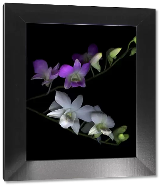 Orchids. Purple white Dendrobium Orchids edible blooms