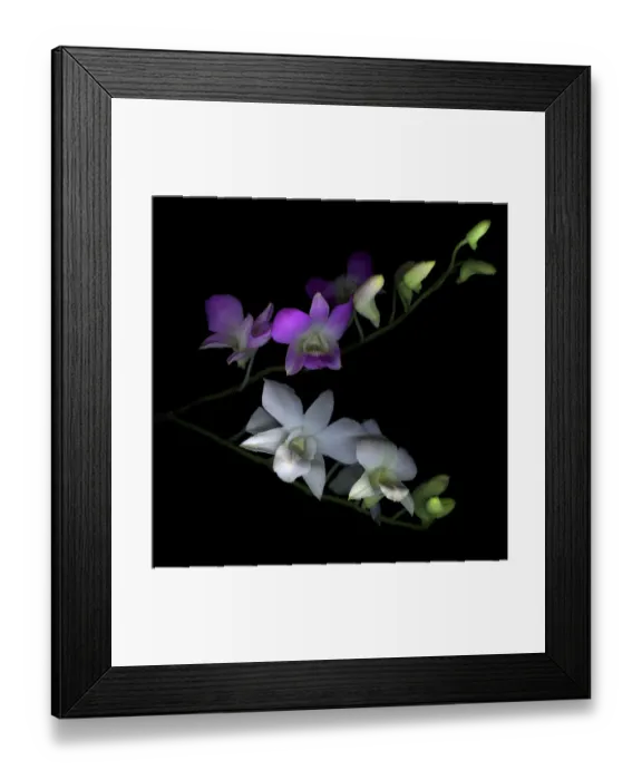 Framed Print : Orchids. Purple white Dendrobium Orchids edible blooms