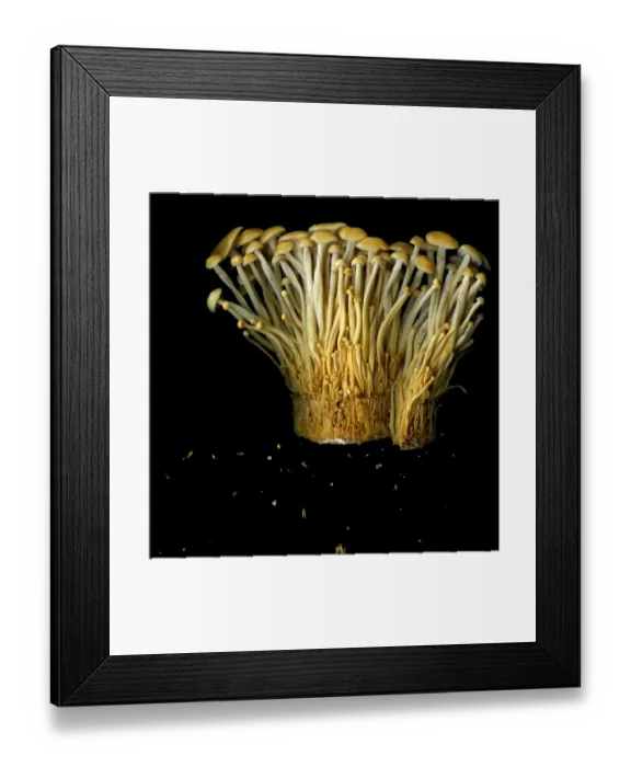 Framed Print : Muschrooms Framed Print : Muschrooms