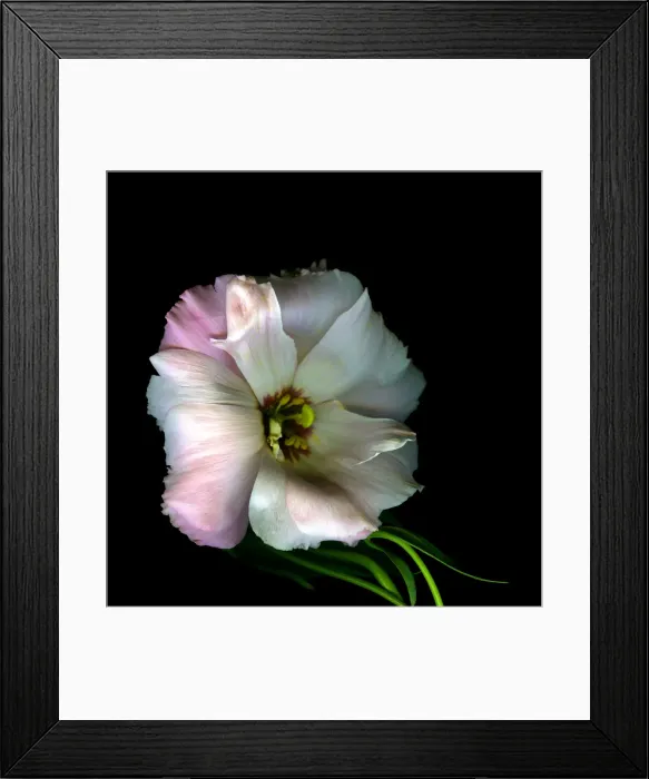 Framed Print : Eustoma Grandiflorum Framed Print : Eustoma Grandiflorum