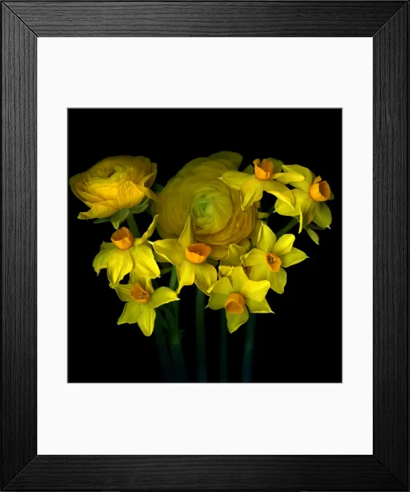 Framed Print : Yellow Ranunculus Framed Print : Yellow Ranunculus