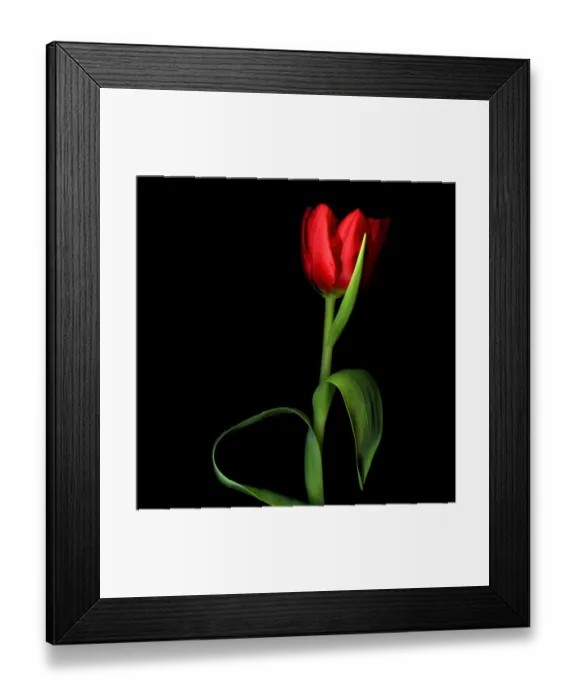 Framed Print : Studio shot of red tulips Framed Print : Studio shot of red tulips