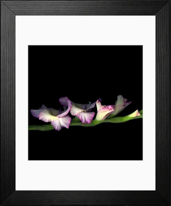 Framed Print : Pink Glad. Gladioli flowers Framed Print : Pink Glad. Gladioli flowers
