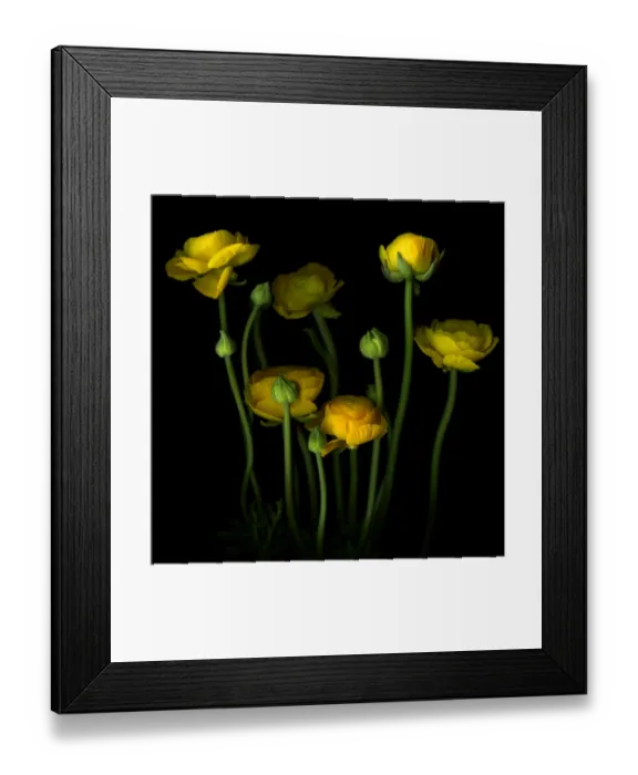 Framed Print : Yellow Ranunculus Framed Print : Yellow Ranunculus
