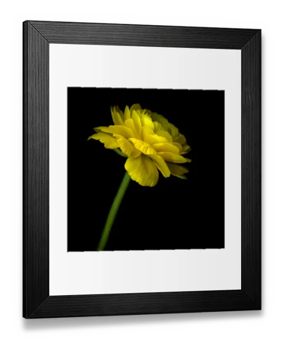 Framed Print : Yellow Ranunculus Framed Print : Yellow Ranunculus