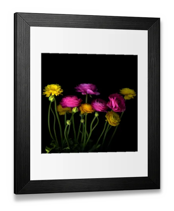 Framed Print : Persian buttercups (Ranunculus asiaticus) Framed Print : Persian buttercups (Ranunculus asiaticus)