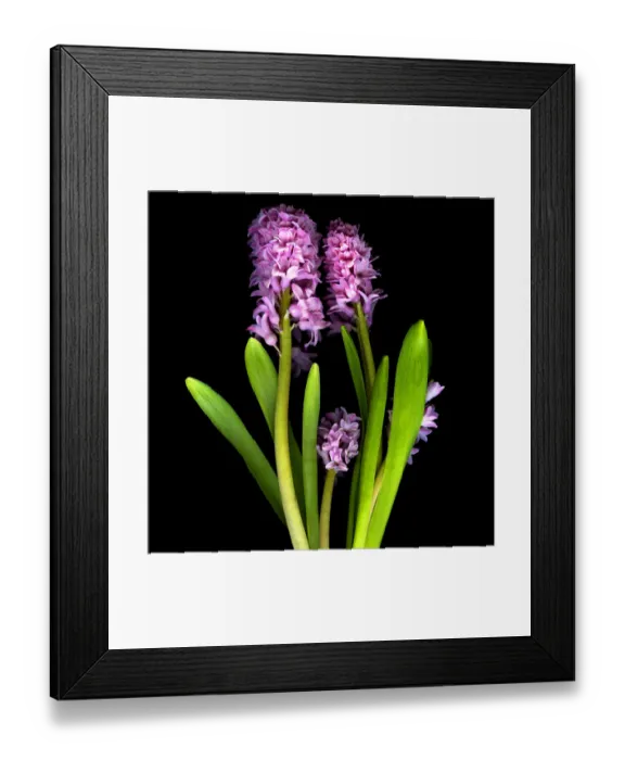 Framed Print : Pink hyacinths Framed Print : Pink hyacinths