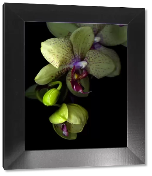 Orchids against dark background