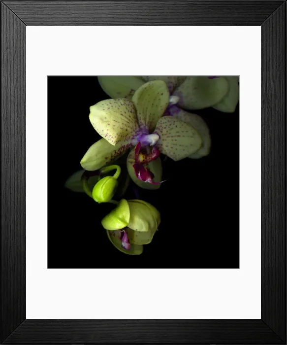 Framed Print : Orchids against dark background Framed Print : Orchids against dark background