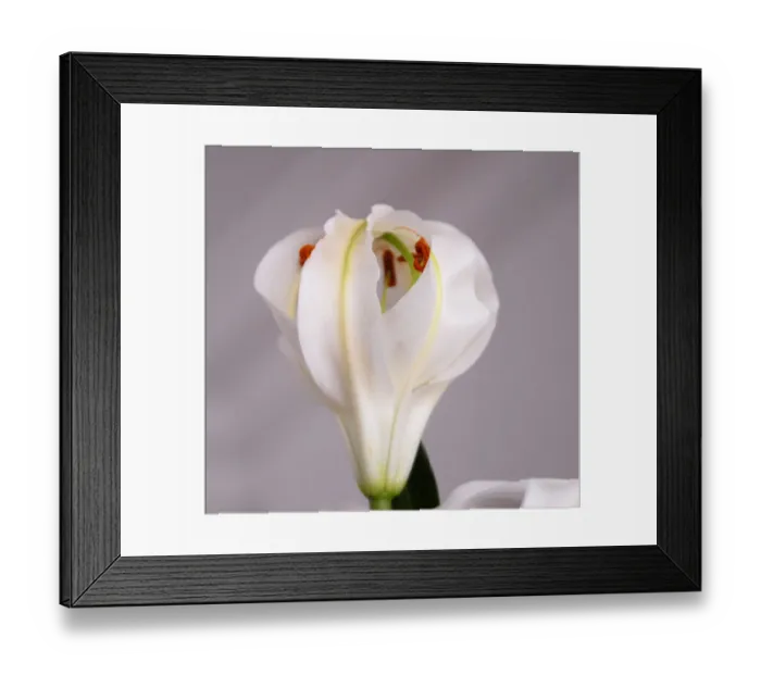 Framed Print : White Lily Framed Print : White Lily